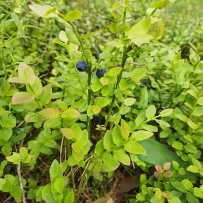This is a close-up, eye-level shot of blueberry bushes in a natural outdoor setting. The main subjects are several bright green blueberry plants with small, oval-shaped leaves. Some of the leaves have a reddish tint, especially on the new growth. There are at least two ripe, dark blue blueberries visible on the bushes, adding a pop of color against the green foliage. The bushes are dense and appear to be growing in a forest or woodland environment, suggested by the presence of pine needles and moss on the ground. The background is a soft blur of more green foliage, indicating a slightly overcast or shaded day, as there are no strong shadows. The lighting is diffused, highlighting the textures of the leaves and berries. The scene evokes a sense of nature and the potential for foraging. The image was captured in Malasitnyanski Sel'ski Sovet, Belarus. No people or text are visible in the image.