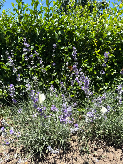 The image depicts a close-up view of a lavender bush in bloom, situated in front of a dense green hedge. The sky above is a clear blue, suggesting a sunny day. Several butterflies are present, with at least one clearly visible orange and black butterfly perched on a lavender stalk. Another white butterfly is also visible, resting on the lavender flowers. The lavender plants are laden with purple and white blossoms and have a soft, silvery-green foliage. The ground beneath the plants is composed of brown soil, with visible shadows cast by the plants and the hedge. The scene is set outdoors, likely in a garden or park setting. No specific identifiable landmarks or buildings are visible to pinpoint a location within Lazarovo, Bulgaria, beyond the general natural environment.