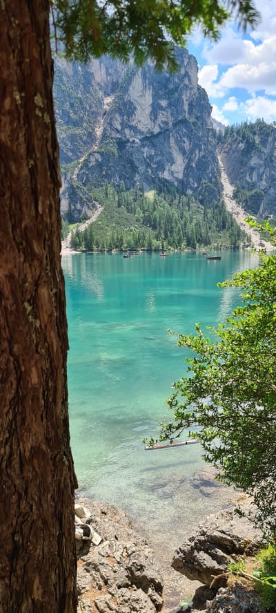 The image depicts a scenic view of Lago di Braies (Pragser Wildsee) in Prags - Braies, Italy. In the foreground, a large tree trunk partially obscures the left side of the frame, with its rough bark texture visible. To the right, lush green foliage overhangs the crystal-clear turquoise water of the lake. The water itself is shallow near the shore, revealing the rocky, pebbled lakebed. In the middle ground, several small wooden boats are scattered across the lake, some occupied by people. The background is dominated by a majestic mountain range, characterized by steep, rocky cliffs and patches of green vegetation. A clear blue sky with scattered white clouds completes the serene landscape.