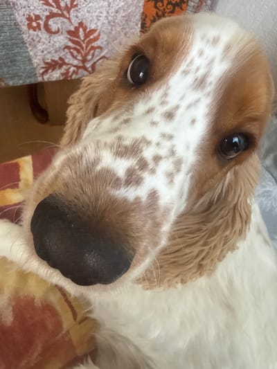 The image is a close-up, eye-level photograph of a dog, likely a Cocker Spaniel, with white and brown markings. The dog's head is tilted, and its eyes are looking directly at the camera. The background consists of blurred fabric patterns, one with a floral design and another with a striped pattern. The scene is indoors, on what appears to be a couch or bed. There is no indication of the location being in Greater London, United Kingdom, or any specific urban setting. The image focuses solely on the dog's face and immediate surroundings.