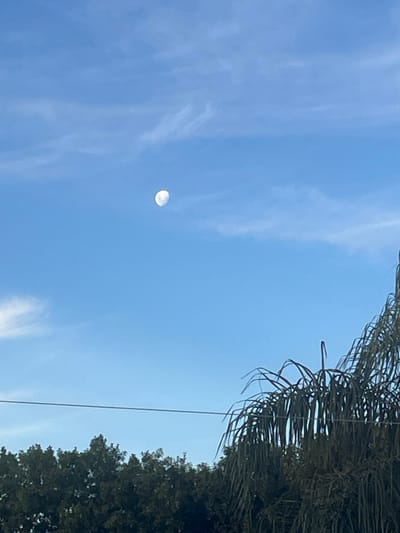 The image depicts an outdoor daytime scene in Bernal Este, Argentina. The sky is clear blue with sparse, wispy white clouds. A quarter moon, appearing white and illuminated on its right side, is visible in the upper central portion of the sky. The lower left foreground features a dense mass of dark green tree foliage. The lower right foreground contains the upper portion of a large palm tree with numerous dark green, drooping fronds. A single, thin, dark utility wire extends horizontally across the mid-ground, positioned above the dense tree foliage and passing through the fronds of the palm tree. No individuals or discernible actions are present.