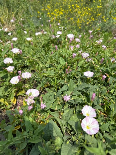 The image depicts a patch of ground covered in lush green foliage and numerous small, trumpet-shaped flowers. The flowers are predominantly white with delicate pink stripes radiating from the center, and some are in bud form, appearing as elongated pink cones. The foreground is dominated by these flowers and their leaves, with some yellow wildflowers visible in the blurred background, suggesting a natural or semi-wild setting. The scene appears to be outdoors, under natural light, consistent with a daytime environment. The location is identified as a field in the city of Қосшы, Kazakhstan. There are no people or animals visible in the image.
