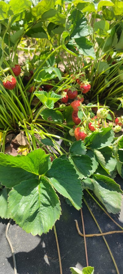 This is a medium-shot, eye-level photograph of a strawberry patch on a sunny day. The foreground is dominated by large, green strawberry leaves, with one particularly prominent leaf casting a shadow on the dark, woven ground cover below. In the midground and background, a dense cluster of strawberry plants are visible, laden with ripe, red strawberries and some unripe green ones. The plants are supported by thick, green stems, and sunlight filters through the leaves, creating a dappled effect. The ground cover appears to be a dark fabric, possibly landscape fabric, and a few dried leaves are scattered on it. There are no people or animals visible. The setting suggests an outdoor garden or farm. The overall mood is one of natural abundance and the freshness of a summer harvest. There is no visible text in the image.