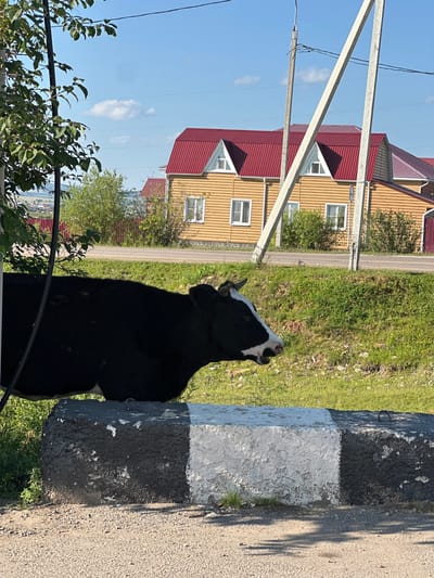 In Bayandai, Russia, a black and white cow stands next to a concrete barrier, its head facing right. The barrier is painted with black and white stripes. Behind the cow, a road runs through a grassy area, bordered by a red fence and wooden houses with red roofs. Power lines are visible overhead, supported by concrete poles. The sky is blue with scattered clouds.