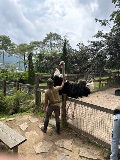 An ostrich stands near a fence, its long neck extended towards a person reaching out to touch it. The person wears a green shirt, grey pants, black boots, and a cap. They stand on a stone path, with vegetation visible in the background. The scene is set in a rural area, with a cloudy sky above and trees surrounding the ostrich enclosure.