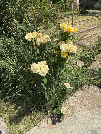 A cluster of pale yellow roses are in bloom, some in full bloom and others in bud, with dark green leaves and thorny stems. The roses are growing in a garden setting, with tall, dry grass and other green foliage surrounding them. A weathered concrete slab is visible to the right of the frame, casting shadows on the ground. In the background, a section of a garden with raised beds and dry soil is visible, suggesting a cultivated area. The scene is illuminated by bright sunlight, indicating it is daytime, likely a clear and warm day. The overall impression is a peaceful, natural setting with a focus on the delicate beauty of the roses. There is no visible text in the image.