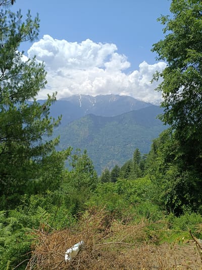 The image depicts a serene, natural landscape with a focus on a majestic mountain range. In the foreground, dense green foliage, including trees and shrubs, frames the view. To the left, pine trees with visible cones add texture and depth. The middle ground transitions into a lush, green mountainside dotted with what appear to be small settlements or cultivated terraces, suggesting human presence and interaction with the environment. The background is dominated by a prominent mountain range, its peaks dusted with snow, creating a striking contrast against the vibrant green of the lower slopes. The sky above is a brilliant blue, punctuated by large, fluffy white clouds, indicative of a clear and pleasant day. The overall impression is one of natural beauty and tranquility, possibly in a rural or mountainous region. The time of day appears to be daytime, likely mid-morning or afternoon, given the bright lighting and clear sky. There is no visible text in the image.
