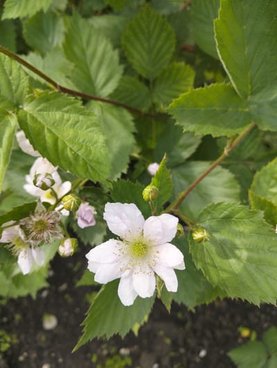The image shows a close-up of a flowering plant with white blossoms and green foliage. The leaves are serrated, and the flower has five petals with a yellowish-green center. Several buds and spent blossoms are visible in the background. The ground beneath the plant is dark soil with sparse vegetation. The location in the city of Digora, Russia, cannot be determined from the visual information provided.