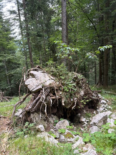The image shows a fallen tree with its roots exposed, uprooted and covered with rocks and soil. The tree is in a forest environment with lush green vegetation and tall trees in the background. The scene appears to be in a natural setting, possibly a forest in the Italian Alps, given the mention of Sauris di Sopra / Plozn / Sauris Disore, Italy. There are no people visible in the image. The fallen tree and its exposed root system suggest a recent event, perhaps a storm or strong winds. The surrounding area is characterized by rocks, grass, and dense foliage, indicating a wild and untamed landscape. The overall impression is one of natural disruption and the raw power of nature.