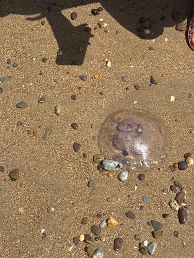 The image depicts a sandy beach in Youghal, Ireland, on a sunny day. A person's foot, wearing a pink sandal, is visible in the top left corner. The sand is wet and speckled with numerous small pebbles of varying colors and shapes. In the center of the frame, a translucent jellyfish lies on the sand, its purple internal structures visible through its bell. The jellyfish appears to be partially collapsed and possibly drying out. A shadow of a person holding a phone is cast on the sand to the left of the jellyfish, suggesting the photo was taken by someone standing there. The sunlight creates bright highlights on the jellyfish and the wet sand, indicating it is likely midday. The overall scene evokes a sense of a relaxed day at the beach.