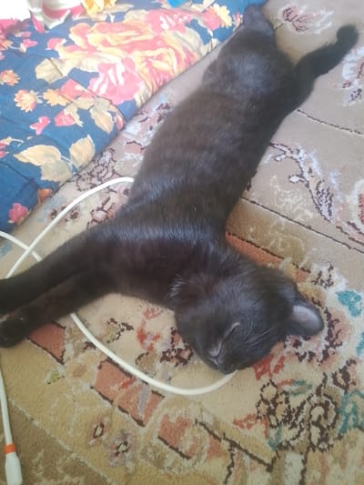 A black cat is sleeping on a rug in what appears to be a domestic setting. The cat is lying on its side with its legs extended. A white cable is visible near the cat's body. The rug has a patterned design with colors including beige, pink, and brown. To the left of the cat, a blue fabric with a floral pattern is visible. In the bottom left corner of the image, a white object with an orange detail is present, possibly part of a power adapter or a similar electronic device. This scene is likely located in a home in the city of Vahdat, Tajikistan, as per the prompt.