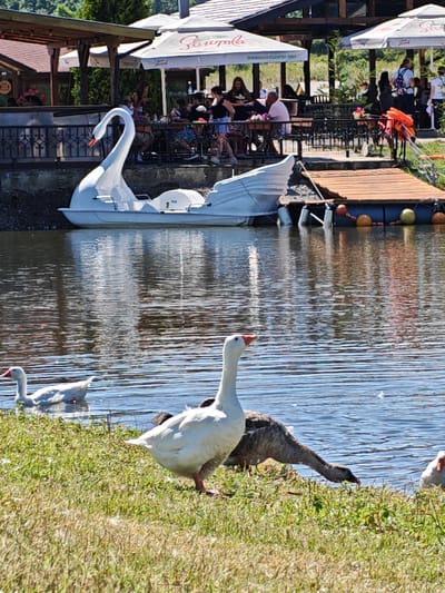 The image captures a sunny day scene at a waterfront establishment in Ivanyane, Bulgaria. In the foreground, three geese are visible: one white goose stands prominently on the grassy bank, while another white goose swims in the water, and a third, gray goose, is partially submerged in the water, with its head bent down towards the bank. In the middle ground, a white swan-shaped paddleboat is docked near a floating wooden platform. In the background, a restaurant with a thatched roof and umbrellas is situated by the water, with several people seated at tables under the shade. The overall environment suggests a recreational area with a focus on water activities and dining.