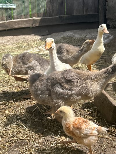 A group of young geese and one chick are gathered on a sunny day in a rural outdoor area. The geese are of varying sizes, with fluffy gray and white down. One goose, prominently in the foreground, has its head turned and is looking forward, showing its beak. Another white goose stands taller to the right, and a darker gray goose is partially obscured behind it. A smaller chick with yellowish and reddish-brown feathers is walking in the lower right portion of the frame, its head down as if foraging. The ground is covered in dry straw and dirt. In the background, a weathered wooden fence and gate are visible, suggesting a farm or backyard setting. The overall impression is of a peaceful, natural environment. The specific location is provided as Vyshevychi, Ukraine.