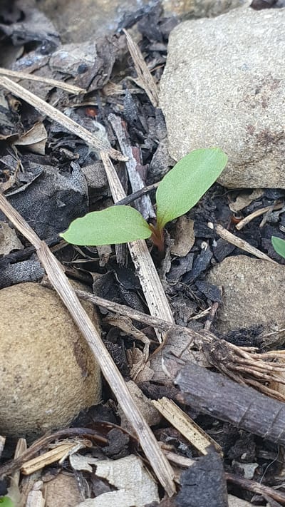 A close-up, ground-level photograph showcases a tiny green seedling emerging from the dry, dark soil, nestled amongst pebbles, dried leaves, and twigs. The seedling has two distinct, oval-shaped leaves and a reddish stem. The environment appears to be an outdoor, possibly garden or natural setting, characterized by a variety of textures and earthy tones. The scene is devoid of any human presence or activity. The photograph was taken in the city of Ust-Labinsk, Russia.