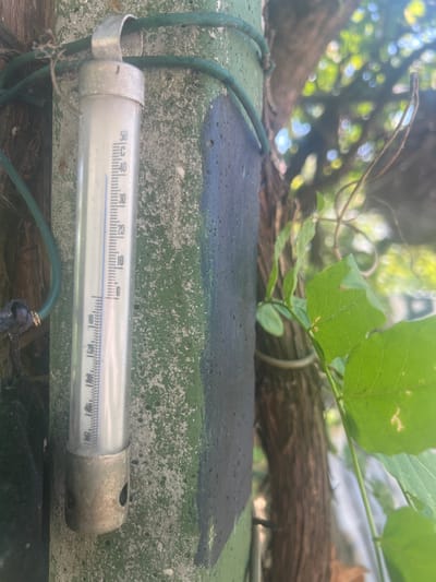 This close-up image shows a thermometer attached to a weathered, possibly concrete, ledge. The thermometer has a metal casing and a glass tube with markings for temperature in degrees Celsius. The mercury level is visible, indicating a temperature between 20 and 30 degrees Celsius. The thermometer is held in place by a green wire that is also wrapped around a vine. In the background, there are out-of-focus green leaves and branches, suggesting an outdoor setting with vegetation. The lighting indicates it is daytime, likely sunny due to the bright highlights and dappled shadows. The overall impression is one of a rustic or garden environment. There is no visible text in the image. The location context of "Mussolini, Italy" is not directly supported by visual cues in the image itself.