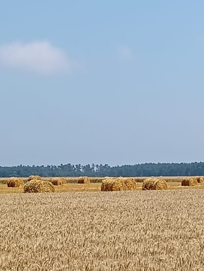 A wide, sunlit shot depicts a field of harvested wheat in Brzezia Łąka, Poland, under a clear blue sky with a single fluffy cloud. Golden hay bales are scattered across the stubble field, arranged in rows and clusters, with a dense line of dark green trees forming the horizon. The foreground is dominated by the texture of the wheat stalks, indicating a dry, agricultural landscape. No people or animals are visible.