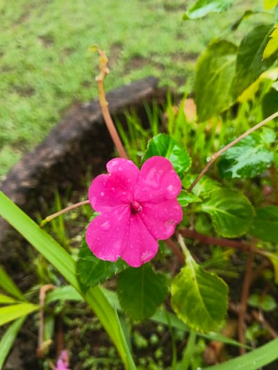 A fuchsia-pink five-petaled flower, covered in visible water droplets, is centrally positioned and in sharp focus. The scene is set outdoors in the city of Keo Kouang, Laos. Surrounding the flower are blurred green foliage, wet leaves, and blades of grass. A slender, reddish-brown stem extends vertically behind the flower. An out-of-focus dark object, consistent with a log or rock, lies horizontally in the upper left background. The overall environment suggests a damp, vegetated area.