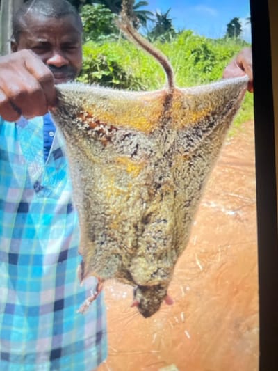 A man in a blue checkered shirt holds a large, tan-colored creature. It appears to be a gliding animal, possibly a colugo or flying lemur. The animal has a membrane stretched between its limbs, forming a triangular shape. Its head is rat-like with small ears. The background includes green vegetation and an orange, possibly dirt surface. The man's face is partially visible, and he is holding the animal by the membrane.