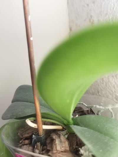 The image displays a close-up, slightly upward-angled view of an orchid plant in a clear plastic pot, located in Velichkovo, Bulgaria. The plant features several green leaves; one large, vibrant green leaf dominates the upper right portion of the frame, partially out of focus. A second, darker green leaf, possibly coated with fine dust, is visible on the lower left. A slender, cylindrical support stake, light brown with several small white marks, extends vertically from the pot, secured at its base by a dark-colored plastic clip. The clear pot contains a potting medium primarily composed of irregularly shaped bark chips. Pale, white, or light-beige aerial roots are visible winding through the potting medium and extending horizontally above it. The background consists of a light-colored, textured wall. No individuals are present, and no specific actions or interactions beyond the static arrangement of the plant and its support are depicted.