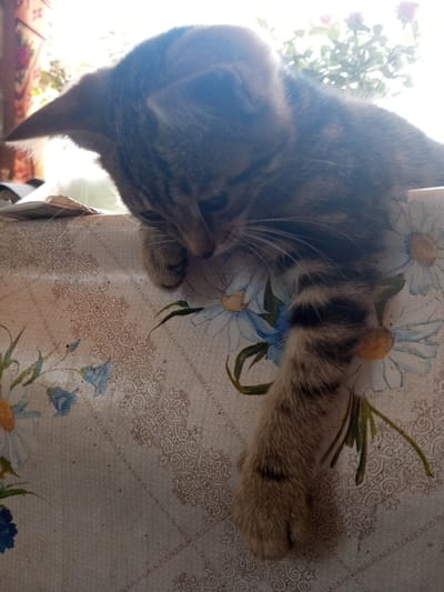 A tabby cat with gray and black stripes is resting on a patterned tablecloth. The cat is looking down, with its right paw hanging over the edge of the table. The tablecloth has a floral pattern with blue flowers and a decorative border. In the background, there is a window with sunlight coming through, and some plants are visible. The image appears to be taken indoors. There is no identifiable information to place this image in Zavyalovo, Russia.
