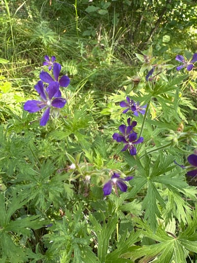 The image shows a close-up view of purple wildflowers in a natural outdoor setting. The flowers have five petals and are surrounded by green, lobed leaves. Some of the flowers are in full bloom, while others are still buds. The background is filled with more greenery, suggesting a forest or meadow environment. The lighting indicates it is daytime, with sunlight filtering through the foliage. There are no people or man-made objects visible in the image. The overall impression is one of natural beauty and abundance. Based on the provided context, the scene is located in Krasnoyarka, Russia.