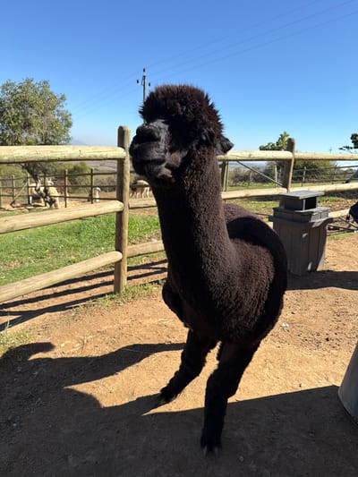 A black or very dark brown alpaca stands prominently in the foreground of a sunny outdoor scene. The alpaca, with its dense, curly fleece, is captured from a slightly elevated angle, looking slightly to its left. Strong sunlight from the right casts a distinct shadow of the alpaca onto the light brown, sandy ground beneath it.

Behind the alpaca, a rustic wooden fence stretches across the midground, serving as a boundary for its enclosure. Beyond this fence, a strip of green grass is visible, and in the further background, several other animals, appearing lighter in color, can be seen grazing or resting within an adjacent paddock. To the right of the alpaca and near the fence, there is a dark, multi-tiered feeder or bin.

The sky above is a clear, bright blue, traversed by visible power lines. Distant green trees and the gentle contours of hills complete the background, indicating a rural or farm-like environment. The lighting suggests it is mid-morning or early afternoon, with sharp shadows and bright illumination. No text is visible in the image. This scene is located in Drakenstein Nu, South Africa.