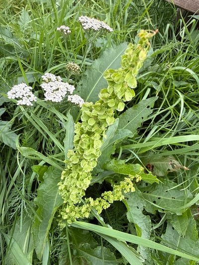 A close-up, high-angle shot captures a patch of wild vegetation, likely in a meadow or field in Ridabu, Norway. The primary subjects are a tall stalk of green, developing seed pods, and clusters of delicate white flowers, possibly yarrow. The seed pod stalk is centrally located and extends diagonally upwards from the bottom left to the top right of the frame. Its numerous small, green, heart-shaped seed structures are densely packed along the stem. To the left of the seed stalk, several flat-topped clusters of tiny white flowers with yellow centers are visible, interspersed with tall green grasses. The overall environment is a dense growth of various green plants, including long, blade-like grasses and feathery foliage. Some of the larger, broad leaves of the plant with the seed pods show evidence of insect damage, with small holes and ragged edges. No people are present in the image. The lighting suggests an overcast day, providing even illumination without harsh shadows.