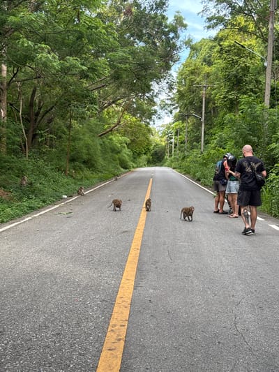 A paved road with a solid yellow line bisects a densely forested area. Five monkeys are dispersed along the road; one in the distance, one near the edge, two near the center, and one closer to the top of the frame. Three people are standing on the road, seemingly observing or interacting with the monkeys. The location is Muang Pattaya, Thailand. Utility poles and wires are visible above the trees.