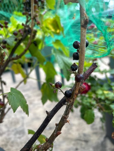 The image shows a close-up of a blackcurrant bush. The foreground is dominated by several branches of the bush, laden with dark, ripe blackcurrants. Some of the berries are round and plump, while others are slightly shriveled. A few green leaves are visible, interspersed with the berries. A green mesh net is also visible, partially covering some of the branches and berries, suggesting an attempt to protect the fruit from birds or other pests. The background is softly blurred, showing more green foliage and a light-colored textured surface that could be a wall or pavement. The lighting suggests it is daytime, likely overcast given the diffused light. The setting appears to be a garden or allotment in Limerick, Ireland. There is no text visible in the image.