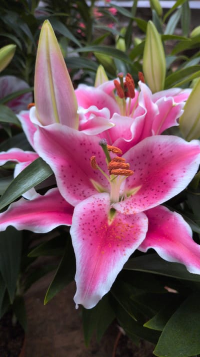 A close-up shot of several pink lilies with white edges and dark pink speckles fills the frame. One fully bloomed lily is in the foreground, displaying its prominent stamens with orange anthers. To its left, another lily bud is partially unfurled, revealing hints of pink within its pale green outer layers. Additional unfurled buds and green foliage are visible in the background, creating a lush, floral arrangement. The lighting appears to be soft, highlighting the delicate textures of the petals. This image was taken in Sömmerda, Germany.