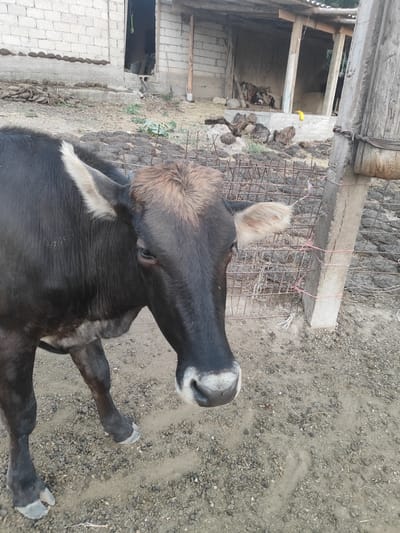 In the city of Sultonobod, Tajikistan, a dark-colored cow stands in a dusty, gravelly outdoor enclosure. The cow is facing right, with its head turned slightly towards the camera. Its fur is short and dark, with lighter tan fur on its forehead and the tips of its ears. The cow has a distinctive white marking on its lower jaw.
Behind the cow, a rustic structure with a corrugated metal roof and wooden posts is visible. The structure appears to be an open-sided shelter or shed, with a concrete foundation or trough-like element. A rough wire fence, some of it reinforced with pink twine, runs through the scene. Scattered piles of dark material, possibly animal waste or mud, are present on the ground. In the background, a white brick wall and more weathered structures suggest a rural or agricultural setting. The overall impression is one of a simple, functional farm environment.