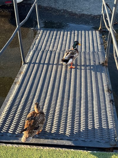 Two mallard ducks are positioned on a metal grate walkway that spans over water. The duck in the foreground is facing away from the camera, displaying its brown and white plumage. The second duck, closer to the top of the image, is facing left, revealing its green head and yellow beak. Sunlight casts strong linear shadows across the walkway from the grate's texture and railings. The surrounding environment includes dark asphalt or concrete to the left and a strip of green grass at the bottom of the frame. The metal walkway appears to be part of a structure extending over a body of water, possibly a pond or canal, with some water visible below the grate. There are no people or other animals present in the scene. The location is identified as Brosh, Bulgaria.