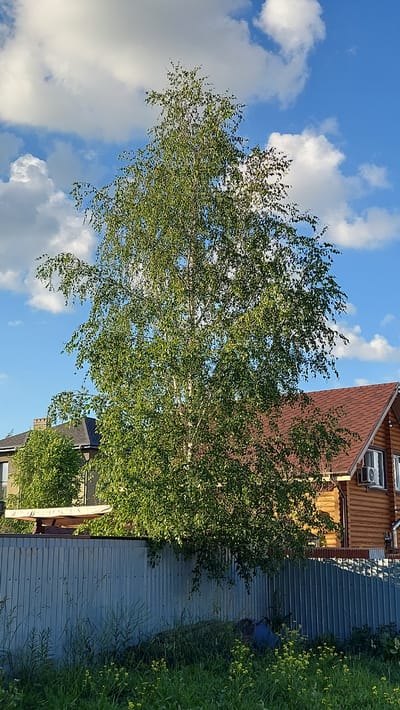 This media file depicts an outdoor scene in Kamenka, Russia, bathed in the bright sunlight of what appears to be a clear day, possibly late afternoon or early evening given the warm lighting and shadows. The primary subjects are a tall, leafy tree, a corrugated metal fence, and a portion of a wooden house.
The tree, likely a birch given its slender trunk and delicate foliage, dominates the left side of the frame, its branches reaching towards a vibrant blue sky dotted with fluffy white clouds. Behind the tree, the upper section of a house with a reddish-brown, shingled roof is visible, featuring windows and what looks like an air conditioning unit. The house’s wooden exterior suggests a rustic or traditional architectural style.
A corrugated metal fence runs horizontally across the middle ground, separating the yard from what lies beyond. To the right of the fence, tall green grass and some yellow wildflowers grow, suggesting a natural or semi-wild setting. In the lower right portion of the frame, a blue object, possibly a bag or tarp, is visible near the fence, and further back, more greenery and a glimpse of another building can be seen. The overall impression is one of a peaceful, summery day in a suburban or rural Russian setting. No people are visible, and no text is present.