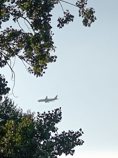 An airplane is visible in the sky, appearing in the distance and slightly above the tree line, with its silhouette clearly defined against the light sky. The airplane is pointed towards the right of the frame and appears to be in flight. In the foreground and framing the scene, there are large, leafy trees. The leaves are a deep green, with some appearing lighter due to sunlight. The branches of the trees extend into the frame from the top and bottom left, and the top right. The sky is a pale, uniform blue. The location is identified as Haacht, Belgium.