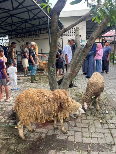 The image captures a scene in Paya Geli, Indonesia. Several people stand near a large tree, observing two sheep tethered on a brick-paved area. The sheep have thick, shaggy wool. There is also grass and some debris scattered on the brick surface. A few individuals are looking at the sheep, while others are standing in a group. The environment includes a building with a metal roof structure partially visible in the background.