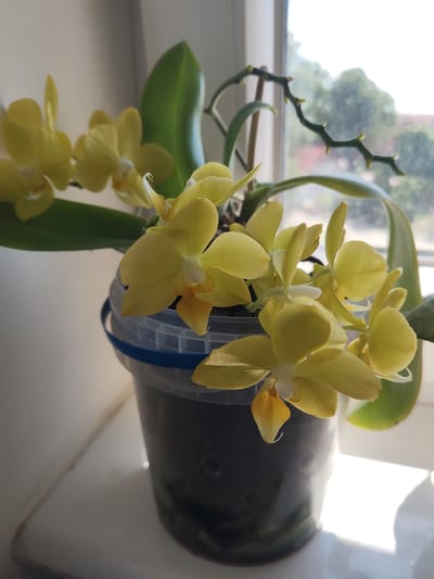 A close-up, eye-level shot shows a potted orchid with yellow flowers and green leaves on a windowsill. The orchid is in a dark, transparent plastic pot with a blue rim. Sunlight streams in from the right, creating bright highlights and casting shadows. In the background, a window reveals a blurry view of trees and a building. The overall setting appears to be domestic, with the windowsill suggesting an indoor location. The photograph was taken in Mieszkowice, Poland.