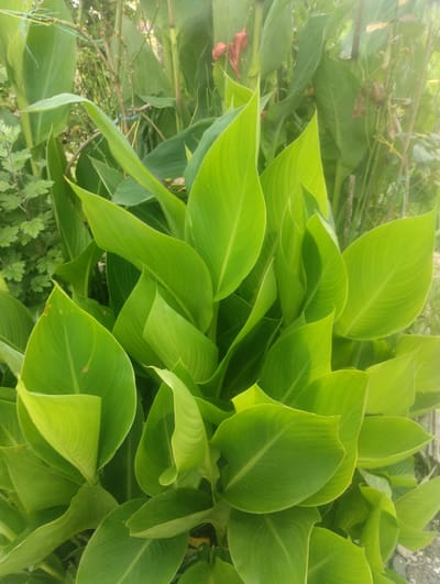 A medium shot captures a dense cluster of vibrant green Canna Lily leaves in an outdoor setting. The leaves are large, ovate, and have prominent veins running parallel to their length. They are arranged in a lush, overlapping manner, creating a sense of depth and fullness. Some leaves are unfurling, while others are fully open, with a slight curl to their edges. In the background, thinner, dried plant stalks and some out-of-focus foliage are visible, hinting at a garden or natural environment. The lighting suggests it is daytime, with sunlight casting soft shadows and highlighting the glossy texture of the leaves. The scene is devoid of any human presence or activity. This image was taken in Bandza, Georgia.