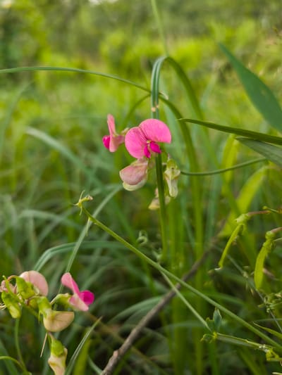 This image is a close-up shot of pink and cream-colored sweet pea flowers with green seed pods and stems. The flowers are delicate and have a distinctive butterfly shape. They are surrounded by lush green foliage, creating a soft, natural background with a shallow depth of field. The lighting suggests it might be daytime, possibly late afternoon given the soft glow. The scene is typical of a garden or a wild meadow in Choceň, Czechia, highlighting the natural beauty of the local flora. There are no people or animals visible in the image.