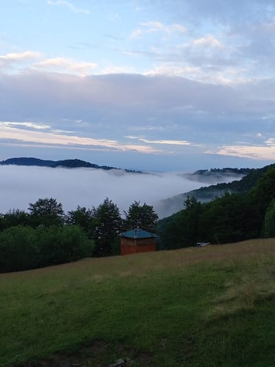 The image depicts a serene landscape dominated by a thick layer of fog blanketing the lower slopes of rolling hills. The fog creates a sense of depth, obscuring the base of the trees and giving the impression that the hills are floating. Above the fog line, the upper portions of lush green trees, primarily deciduous, are visible, with their foliage appearing dense and vibrant. In the middle ground, a small, rustic wooden structure with a reddish-brown body and a dark roof stands on a grassy slope. The structure appears to be a shed or a small cabin. Further back, the contours of more distant hills are faintly discernible through the mist. The sky above is a soft gradient of pale blue and pink, with scattered wispy clouds, suggesting either early morning or late evening. The foreground features a sun-dappled grassy field, with the grass appearing somewhat uneven and textured. The overall atmosphere is tranquil and natural, evoking a sense of peaceful isolation. This scene is located in the vicinity of Rakhiv, Ukraine, a town known for its mountainous terrain and frequent fog.
