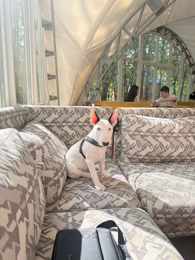 In Morozovo, Russia, a white Bull Terrier wearing a black harness sits on a sectional sofa with a geometric pattern. The dog is positioned on the left side of the sofa, facing forward with its ears perked. In the background, through a large arched window, trees and foliage are visible. Two individuals are seated at tables in the background, one person with dark hair facing away from the camera and another person with light-colored hair facing towards the camera. The environment appears to be an indoor seating area with a tent-like ceiling structure. A black Lacoste bag rests on the lower part of the sofa in the foreground.