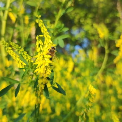A close-up shot focuses on a honeybee collecting nectar from a cluster of bright yellow flowers. The bee, with its fuzzy body and translucent wings, is positioned in the center-left of the frame, delicately interacting with a delicate yellow blossom. The flowers are small and numerous, clustered together on slender green stems, forming cascading spikes. The background is a soft blur of more yellow flowers and vibrant green foliage, with hints of blue sky peeking through the leaves, suggesting a sunny day. The shallow depth of field emphasizes the bee and the immediate flowers, creating a sense of intimacy and focusing attention on the act of pollination. The overall impression is one of a serene natural scene, capturing a moment of diligent activity in a thriving ecosystem. The image was taken in Kineshma, Russia.