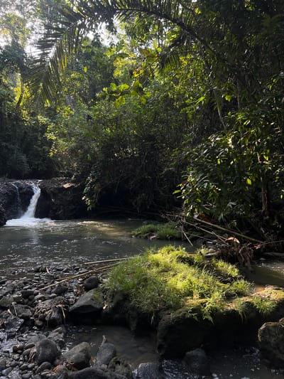 The image depicts a natural scene in Kerambitan, Indonesia, likely within a jungle or forest environment. A small waterfall cascades over dark rocks into a calm body of water. The water's surface reflects dappled sunlight, suggesting the presence of a dense canopy overhead. The banks of the water are lined with rocks and patches of lush green grass. The surrounding area is heavily vegetated with trees and foliage, casting shadows and allowing sunlight to penetrate in certain areas. Various branches and debris are visible near the water's edge. The overall impression is of a serene and untouched natural landscape. There are no people or animals visible in the image.