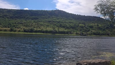 The image depicts a tranquil natural scene by a body of water, likely a lake or river, with a lush, tree-covered hillside rising in the background. The water's surface is rippled and reflects the sunlight, creating a shimmering effect. On the right side of the frame, a large rock and some vegetation are visible in the foreground, suggesting a natural embankment. The hillside is densely populated with trees and shrubs, with patches of grassland interspersed. The sky above is blue with scattered white clouds, indicating a fair-weather day. The overall impression is one of peacefulness and natural beauty. The time of day appears to be daytime, given the bright sunlight. There is no visible text in the image. The setting is characteristic of a rural or natural landscape, and the scene suggests no particular activity is taking place other than the serene observation of nature.