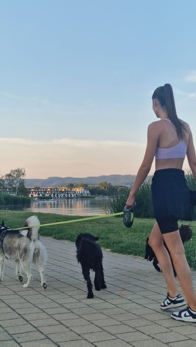 In this image, a person is walking two dogs by a body of water. The person is wearing a light purple sports bra and black shorts, with black and white sneakers. They are holding a retractable leash, which is attached to the two dogs. One dog is black and fluffy, and the other is a husky with grey and white fur.
The scene appears to be a park or pathway next to a lake or river, with trees and buildings visible on the opposite bank. The sun is low in the sky, casting a warm glow over the water and creating reflections. This suggests the time of day is either sunrise or sunset. The sky is clear with a few wispy clouds.
The overall mood seems peaceful and relaxed, with the person enjoying a walk with their pets in a scenic setting. There is no visible text in the image. The location context provided is Keszthely, Hungary.