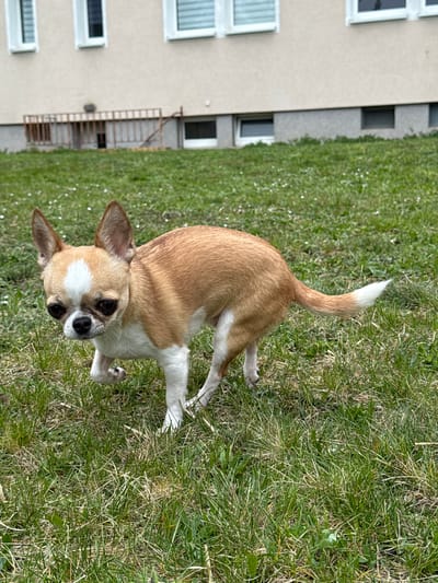 A small, light brown and white Chihuahua stands on green grass in front of a building with a fire escape and windows. The dog is looking up towards the camera. The location is likely in Lauchhammer, Germany, given the request. The environment consists of a grassy area and a building exterior.