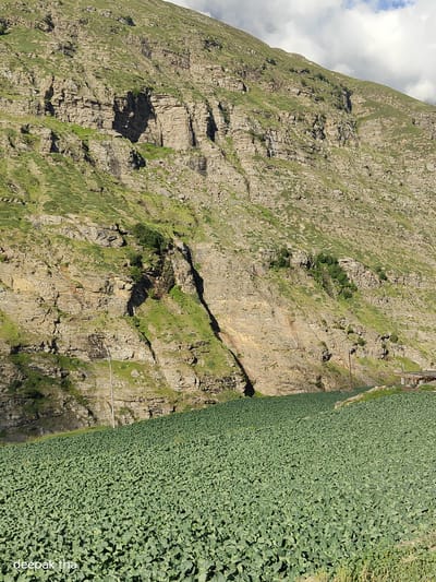 A vast, verdant field of crops, likely cauliflower or broccoli given the broad leaves, stretches across the foreground and middle ground of the image. The field is situated in a valley with a steep, rocky mountain rising sharply behind it. The mountain's face is characterized by layered rock formations, interspersed with patches of green grass and scrub. A thin, dry waterfall or water streak is visible on the rocky slope. A utility pole stands tall on the left side of the mountain, and a small, rustic structure with a wooden roof is visible on the far right, nestled against the base of the mountain. The sky above is partly cloudy, with white clouds against a blue backdrop. The image has a watermark in the bottom left corner that reads "deepak tha". The location is the city of Yamling, India.