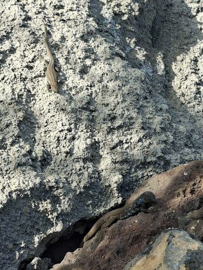 Two lizards are present in the image, perched on textured rock surfaces. One lizard, lighter in color, is positioned vertically on a grey, granular rock face, its body elongated and tail trailing upwards. The second lizard, darker and featuring distinctive blue markings along its side, is situated horizontally on a darker, reddish-brown rock. This lizard is angled towards the viewer, with its head lowered. The background is dominated by the rough, uneven textures of the rock formations, casting shadows that suggest a bright, outdoor environment. The scene appears to be a natural habitat, likely a rocky outcrop or terrain found in the arid landscape of Santiago del Teide, Spain.
