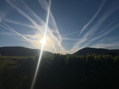 A low-angle, wide shot captures a vineyard in Flemlingen, Germany, at sunset. The sun, partially obscured by the foreground's lush green grapevines, casts a bright glare diagonally across the scene, creating lens flare and illuminating the sky. The sky is a deep blue, crisscrossed with numerous white contrails from airplanes, forming a dense network of lines. In the background, silhouetted hills create a dark, undulating horizon line. The foreground is dominated by the vineyard, with rows of plants casting shadows on the ground. The scene conveys a sense of natural beauty with a touch of human activity, suggested by the airplane trails overhead.