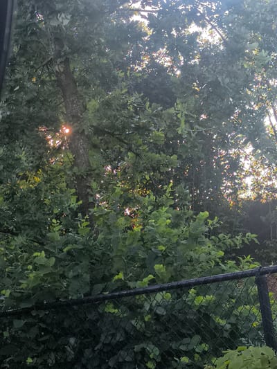 This image captures a dense, leafy canopy of trees with sunlight filtering through the branches. The sun, a bright orange-red orb, is partially visible behind a thick tree trunk in the mid-left of the frame, casting rays that create a dappled light effect across the foliage. Small, colorful highlights, likely from light refraction, are scattered throughout the leaves, adding a touch of sparkle to the scene.
The lower portion of the image shows a black chain-link fence. Beyond the fence, more lush green foliage is visible, suggesting an outdoor setting. The thick leaves and branches of the trees create a somewhat enclosed or secluded atmosphere, with the sunlight hinting at an opening or clearing within the dense greenery.
The overall impression is one of natural beauty and tranquility. The time of day appears to be late afternoon or early evening, given the warm glow of the sun and the soft lighting. The weather seems to be fair, allowing the sunlight to penetrate the trees. The presence of the fence suggests a boundary between a cultivated area and a more natural, wilder space, possibly a park or a backyard bordering a wooded area. There are no visible people or text in the image. The setting evokes a peaceful, serene mood, with nature being the dominant subject. The vibrant green of the leaves contrasts with the dark bark of the tree and the black fence, creating a visually interesting composition.