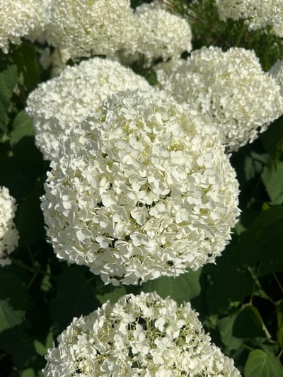 The image shows a close-up view of several white hydrangea blooms, with dark green leaves in the background. The hydrangeas are spherical and composed of numerous small florets. The lighting suggests it is daytime with sunlight casting shadows on the petals. The image does not contain any people, or specific landmarks that would indicate a location in Fontanka, Ukraine.